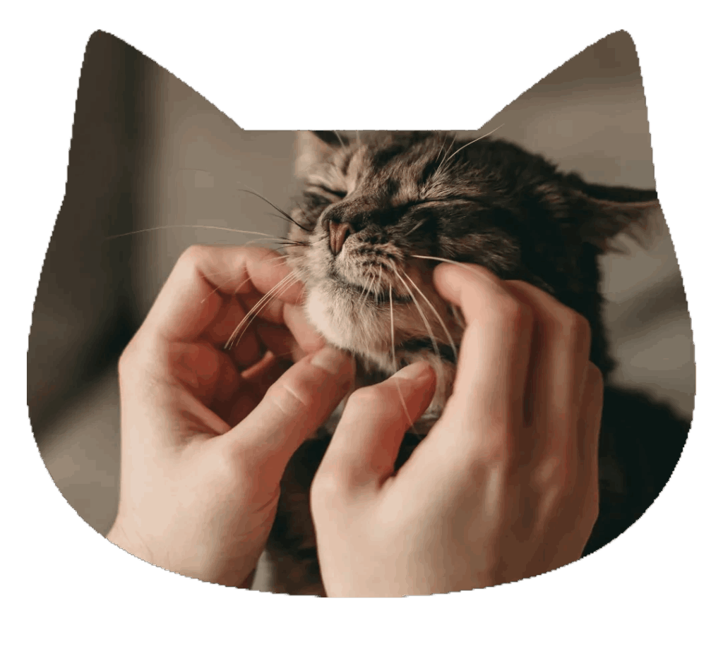 cat shaped image