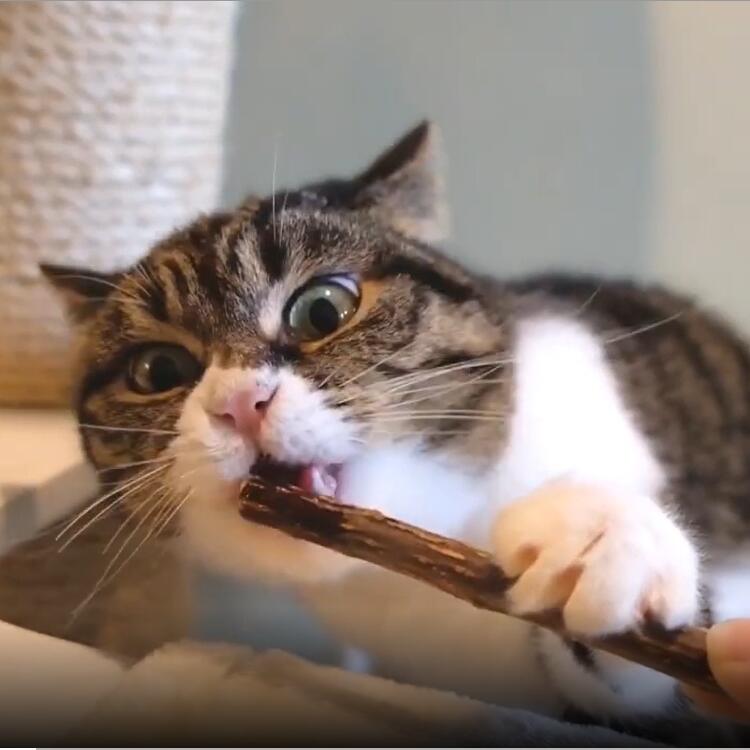 A healthy cat enjoying a cat Dental Chew Sticks, promoting natural teeth cleaning